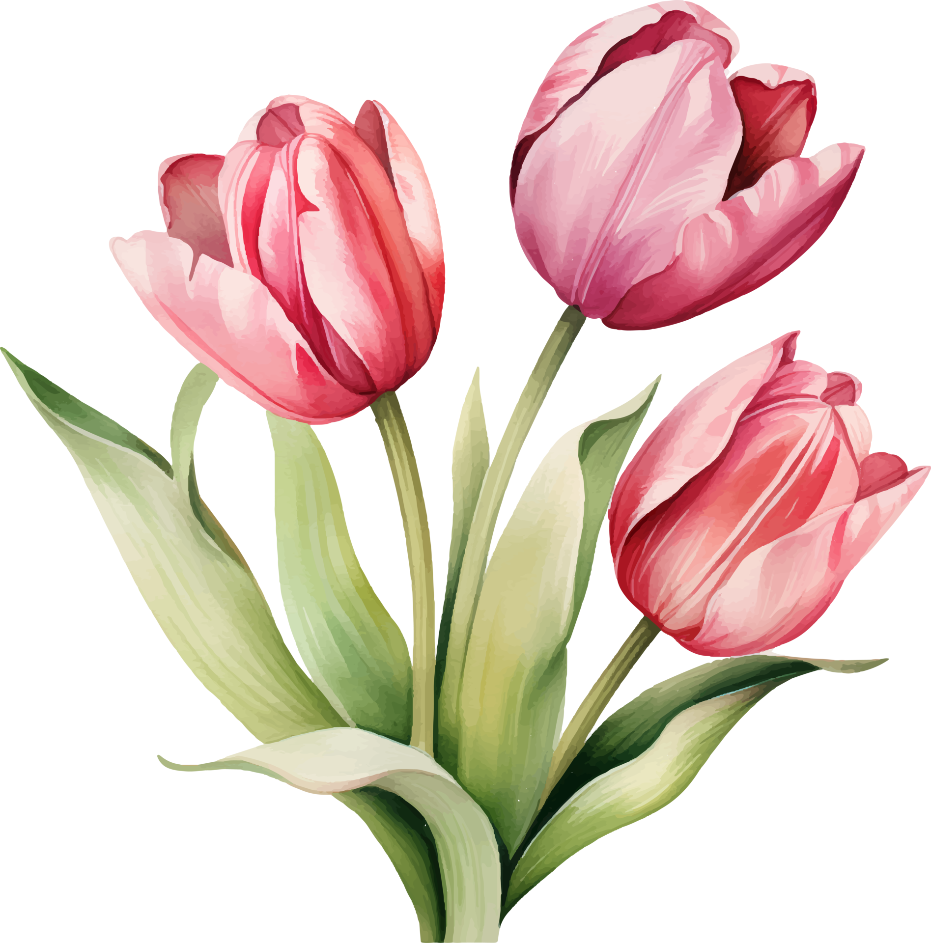 Tulip flowers watercolor ai generate 25860294 PNG