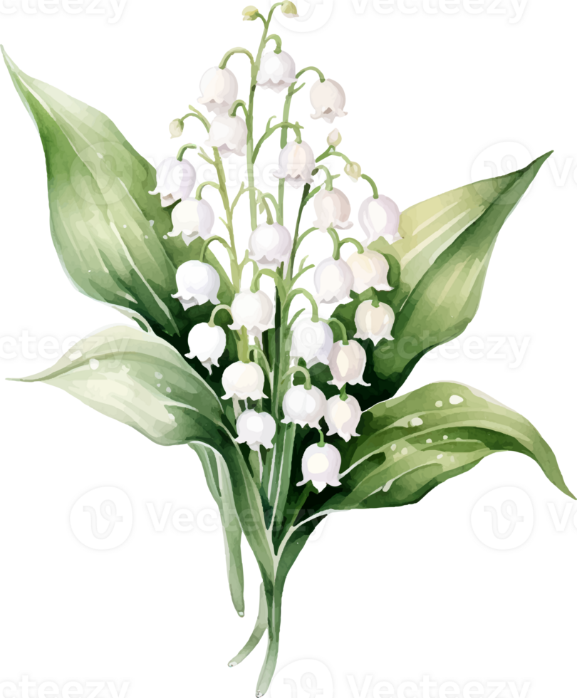 lelie van de vallei bloemen waterverf ai genereren png