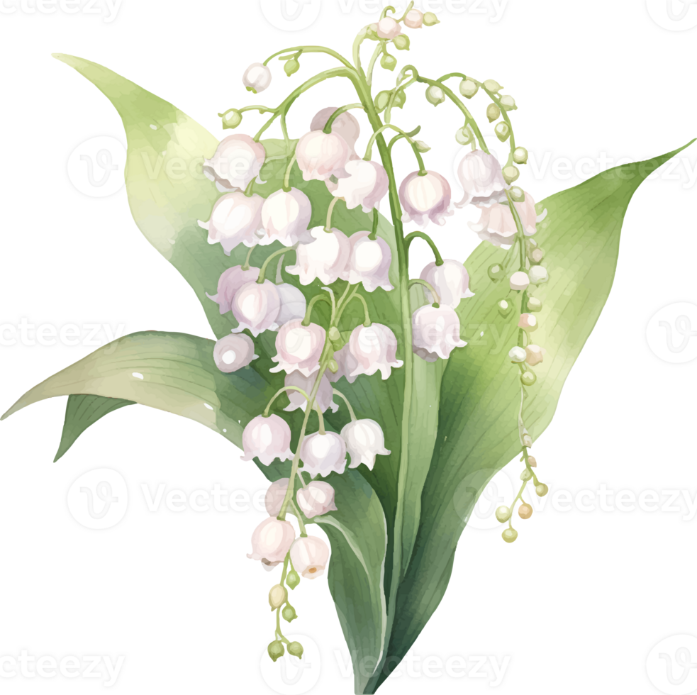 Lily of the valley flowers watercolor ai generate png