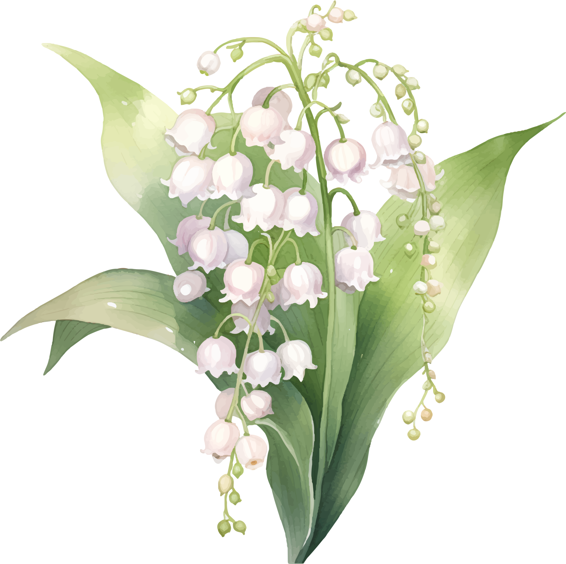 Lily of the valley flowers watercolor ai generate 25860314 PNG