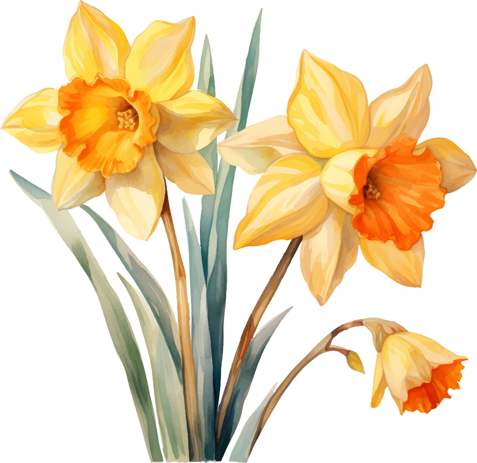 Daffodils flowers watercolor ai generate 25860325 PNG