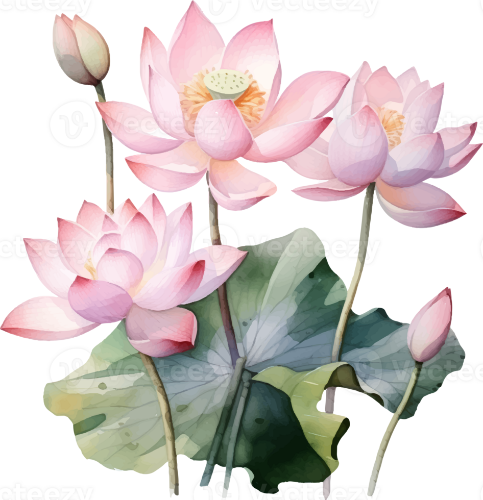 Lotus flowers watercolor ai generate png