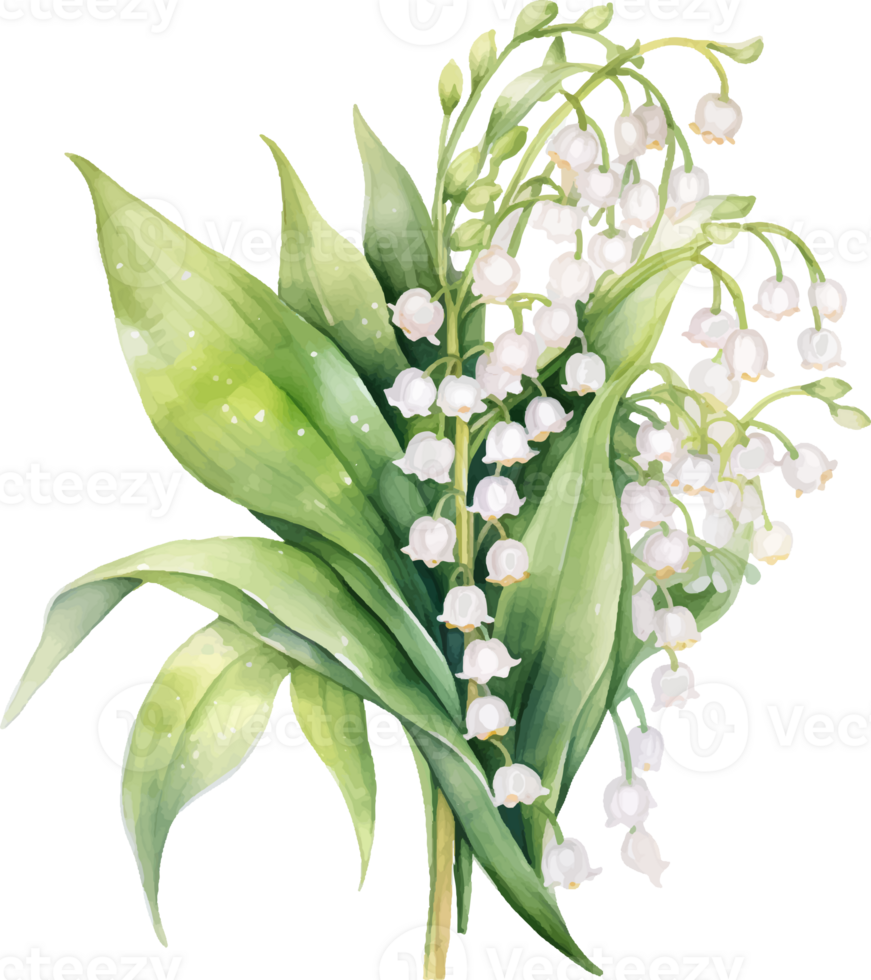 Lily of the valley flowers watercolor ai generate png