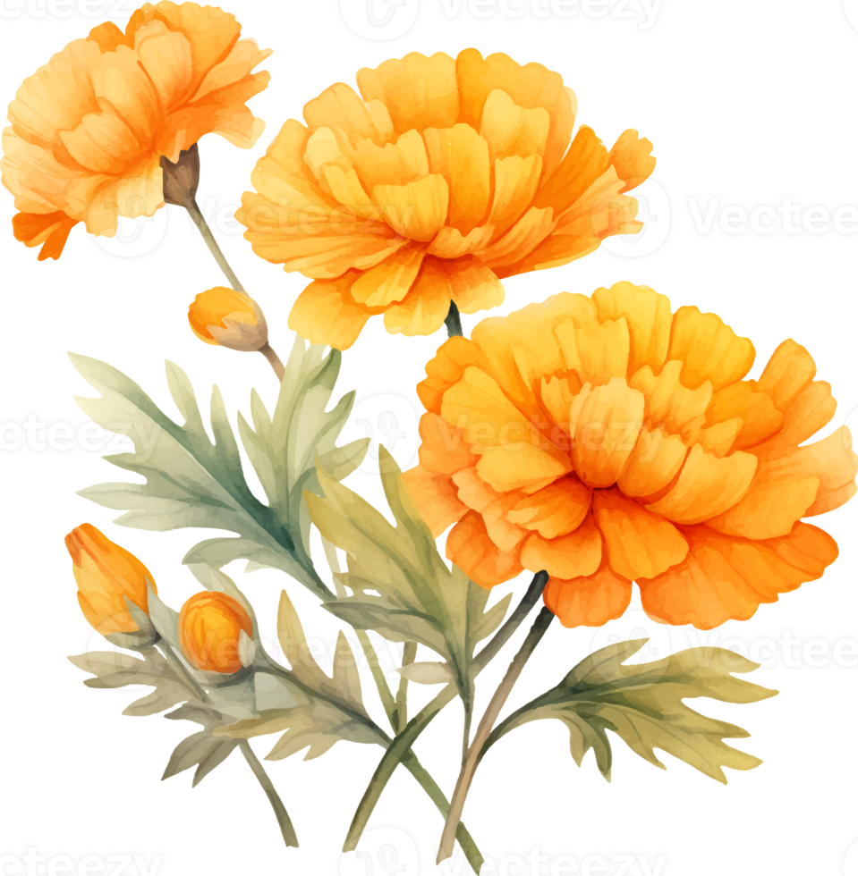 Marigolds flowers watercolor ai generate png
