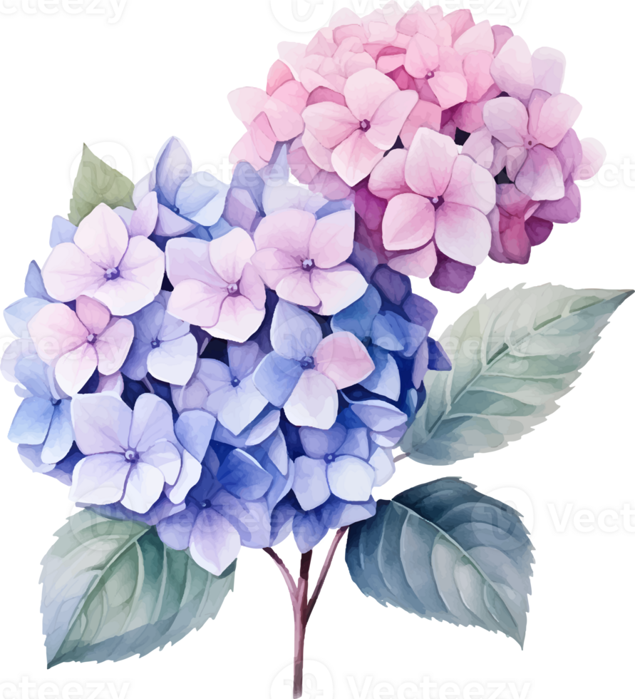 Hydrangeas flowers watercolor ai generate png