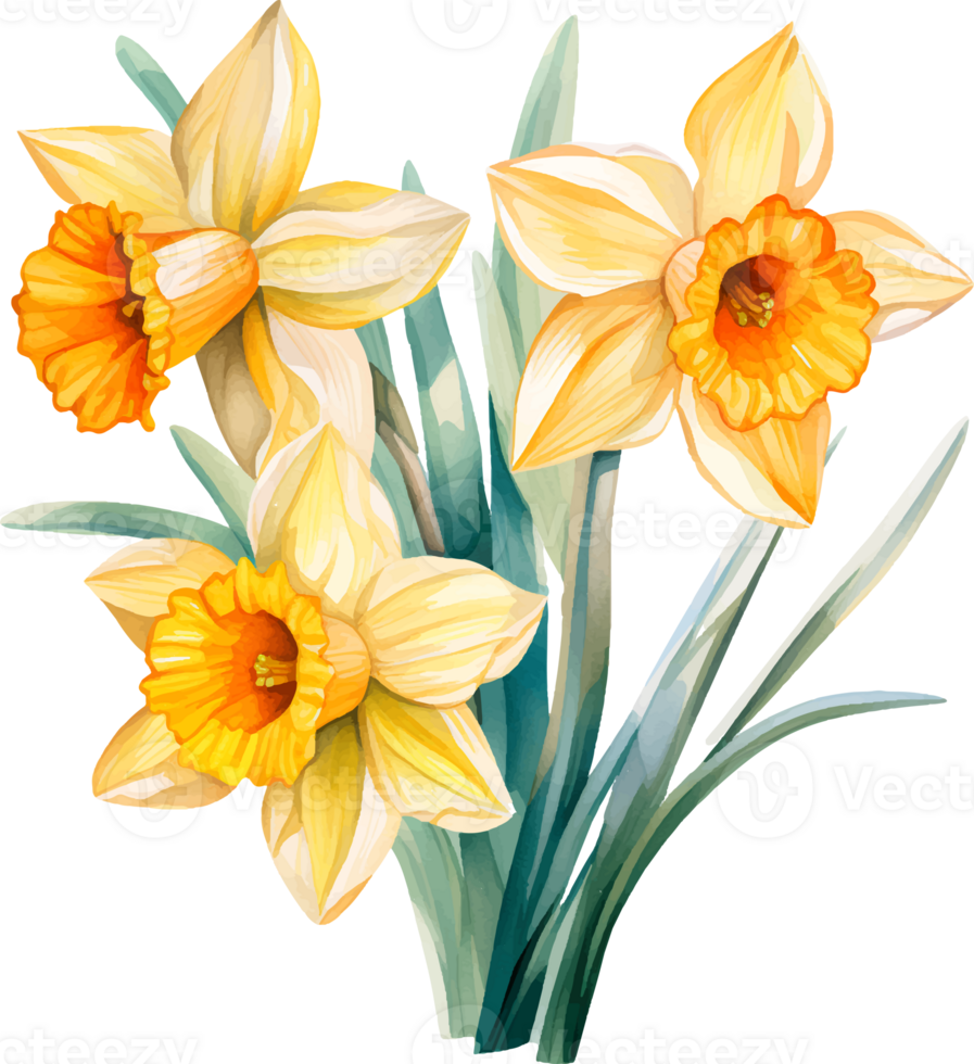 Daffodils flowers watercolor ai generate 25860350 PNG