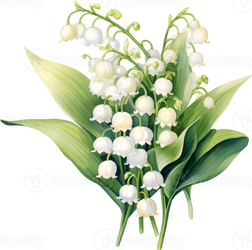 Lily of the valley flowers watercolor ai generate 25860351 PNG