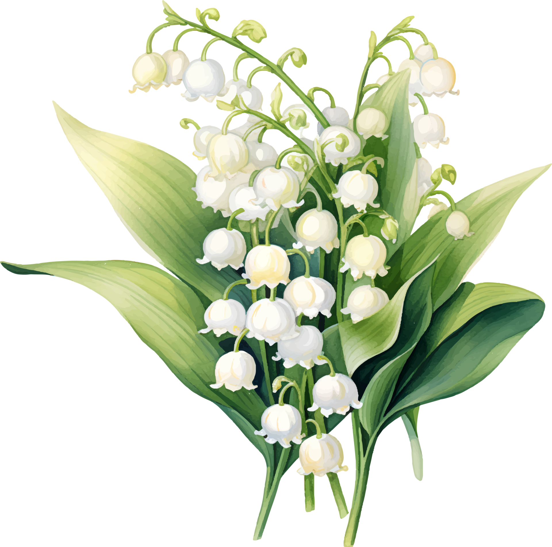 Lily of the valley flowers watercolor ai generate 25860351 PNG