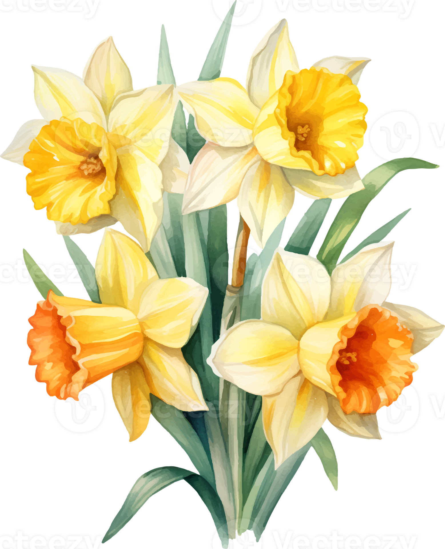 Daffodils flowers watercolor ai generate 25860353 PNG