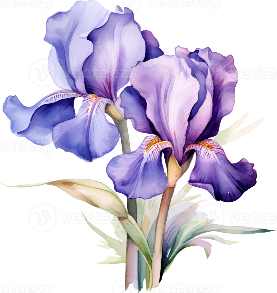 Irises flowers watercolor ai generate png