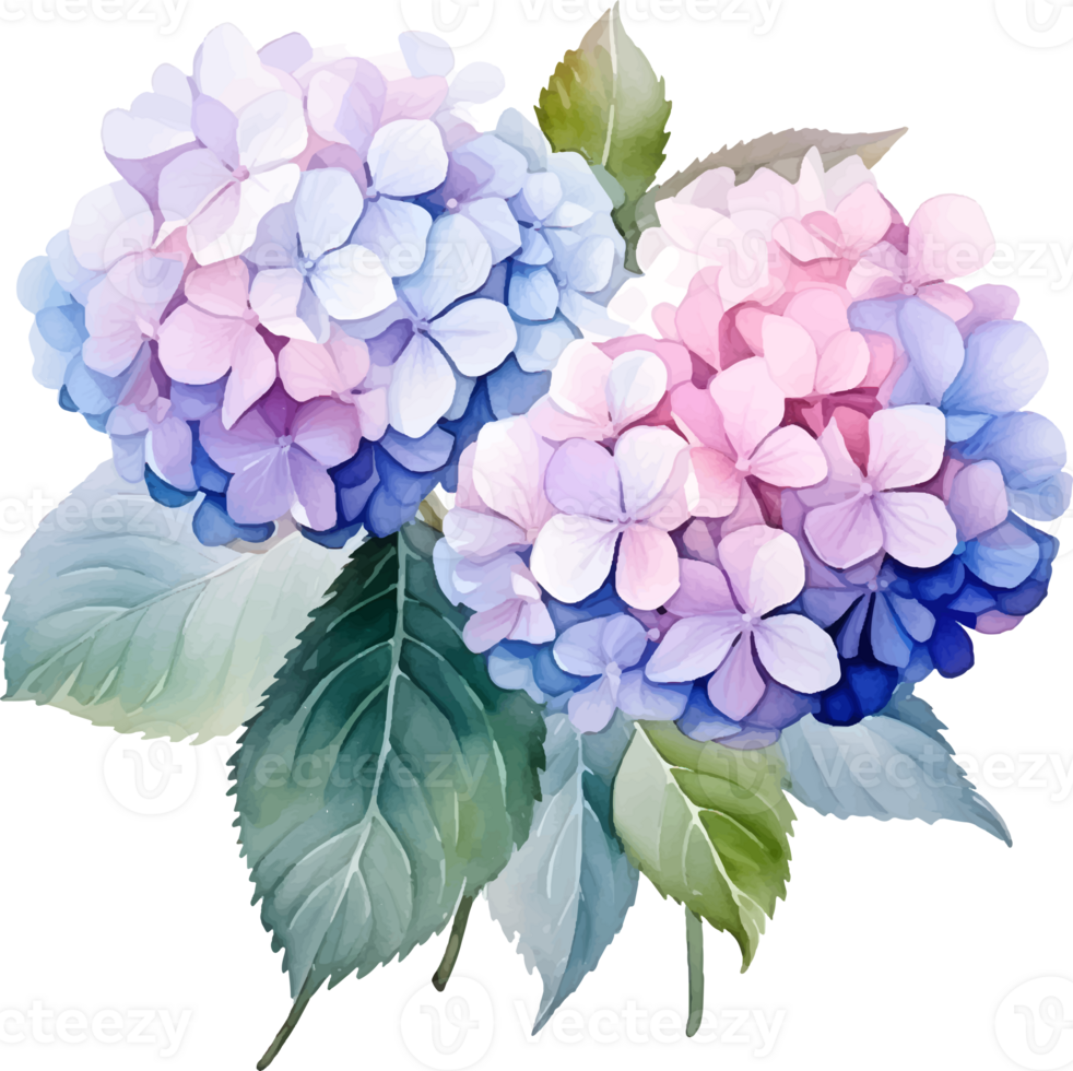 Hydrangeas flowers watercolor ai generate png