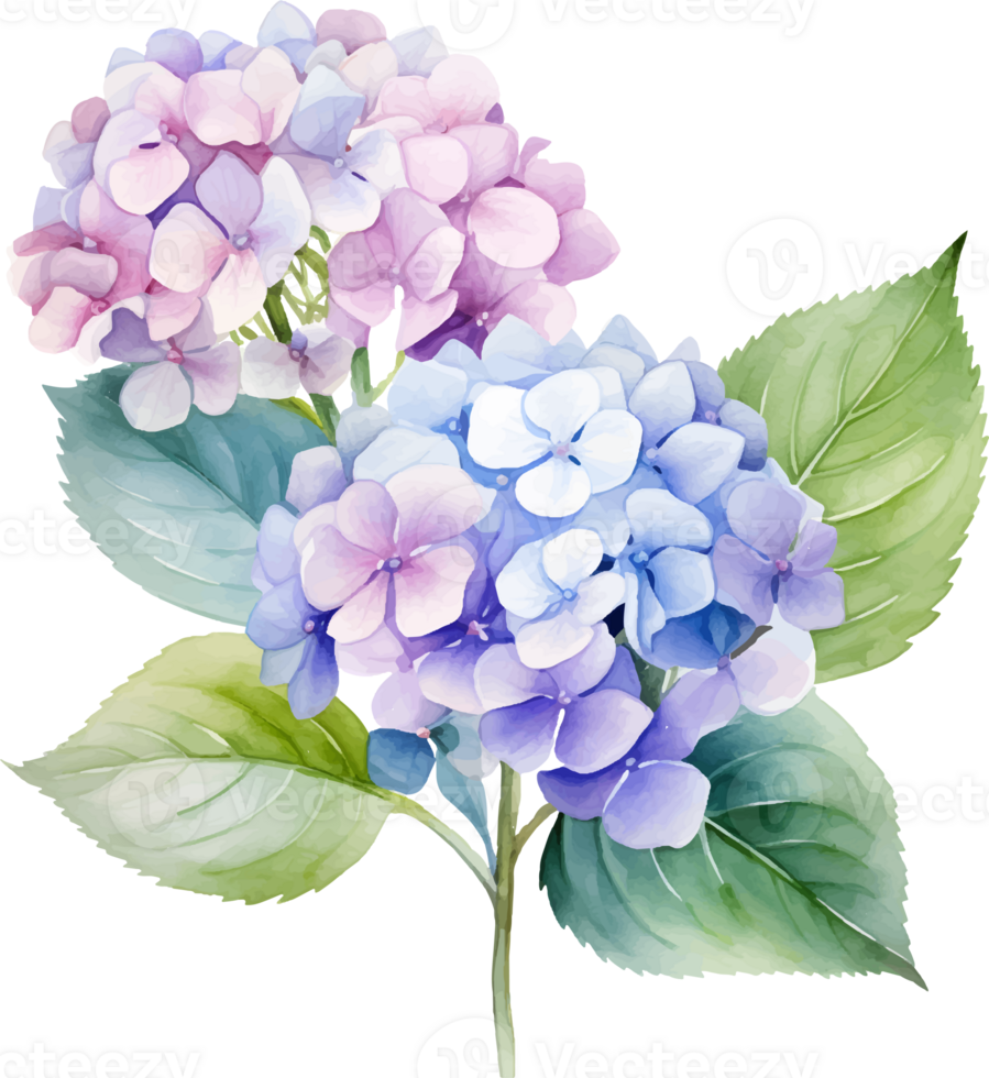 Hydrangeas flowers watercolor ai generate 25860379 PNG