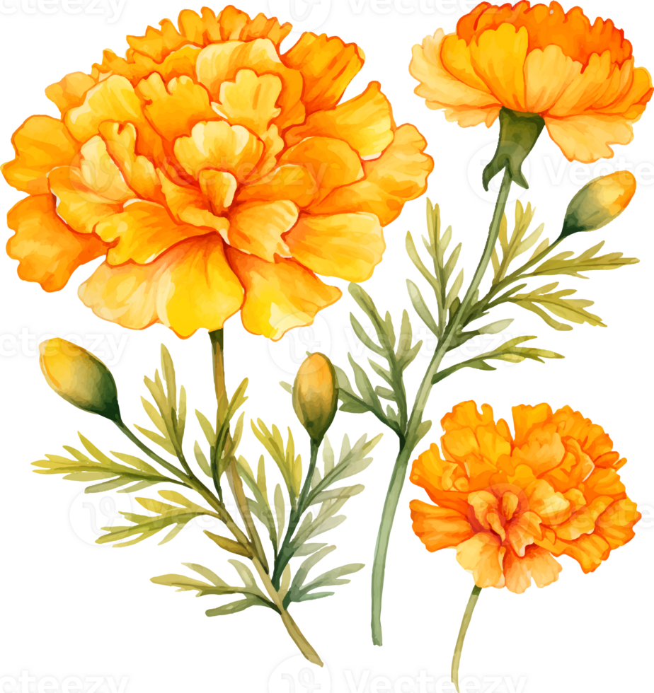 Marigolds flowers watercolor ai generate png