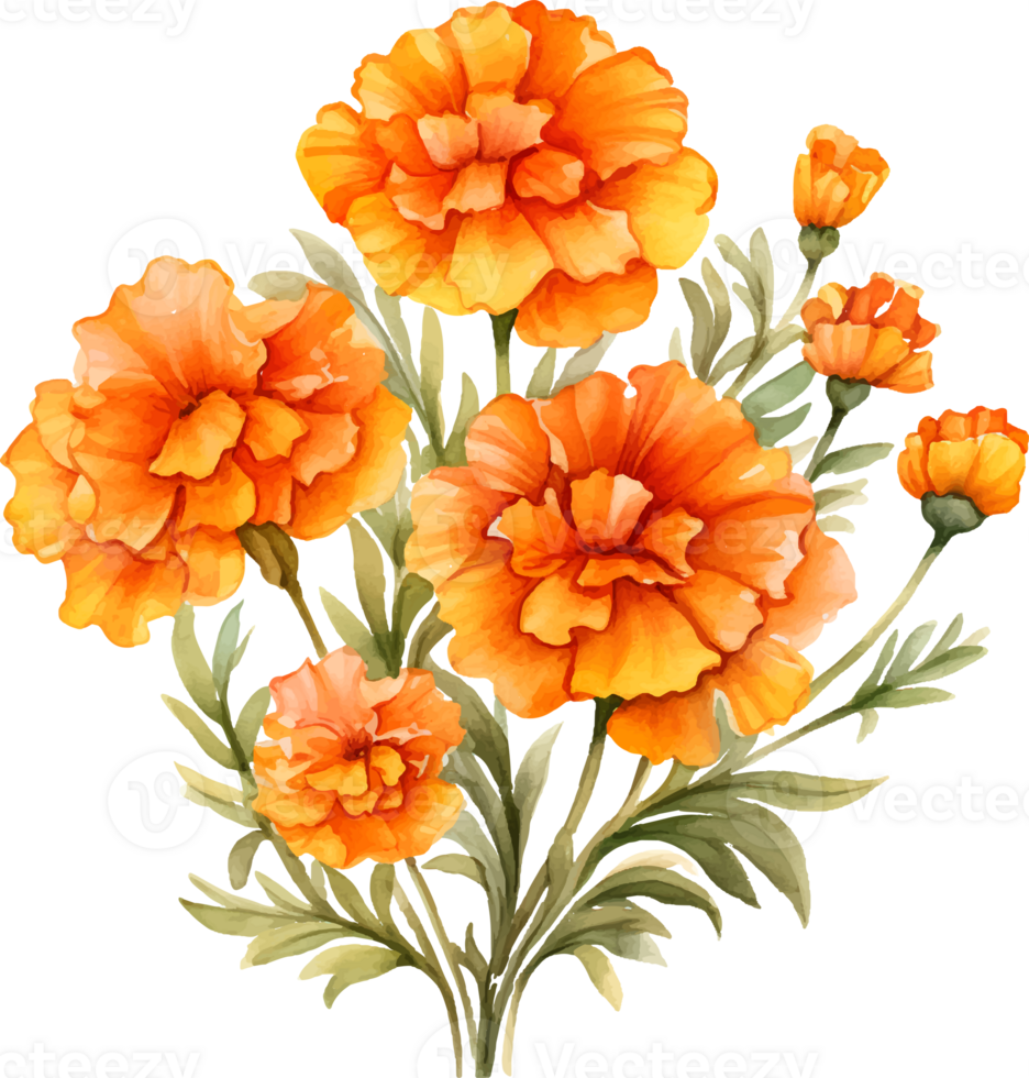 Marigolds flowers watercolor ai generate png
