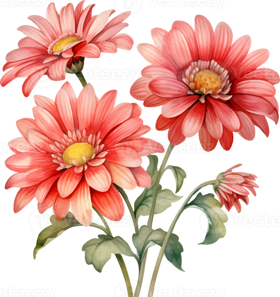 Gerbera daisies flowers watercolor ai generate png