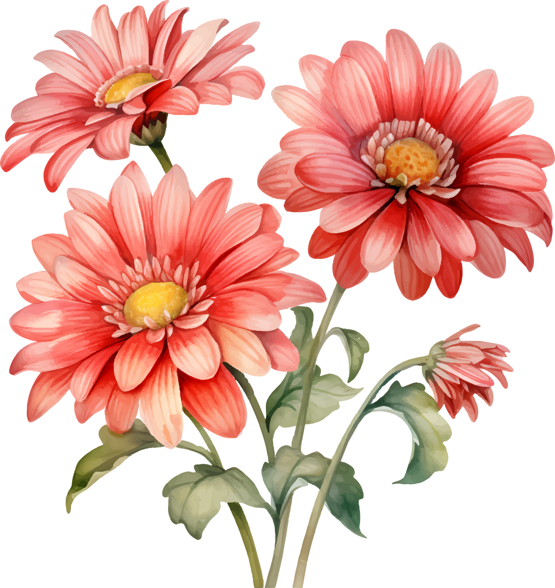 Gerbera daisies flowers watercolor ai generate 25860394 PNG