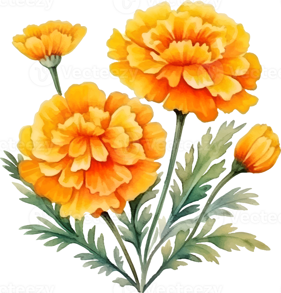 Marigolds flowers watercolor ai generate png