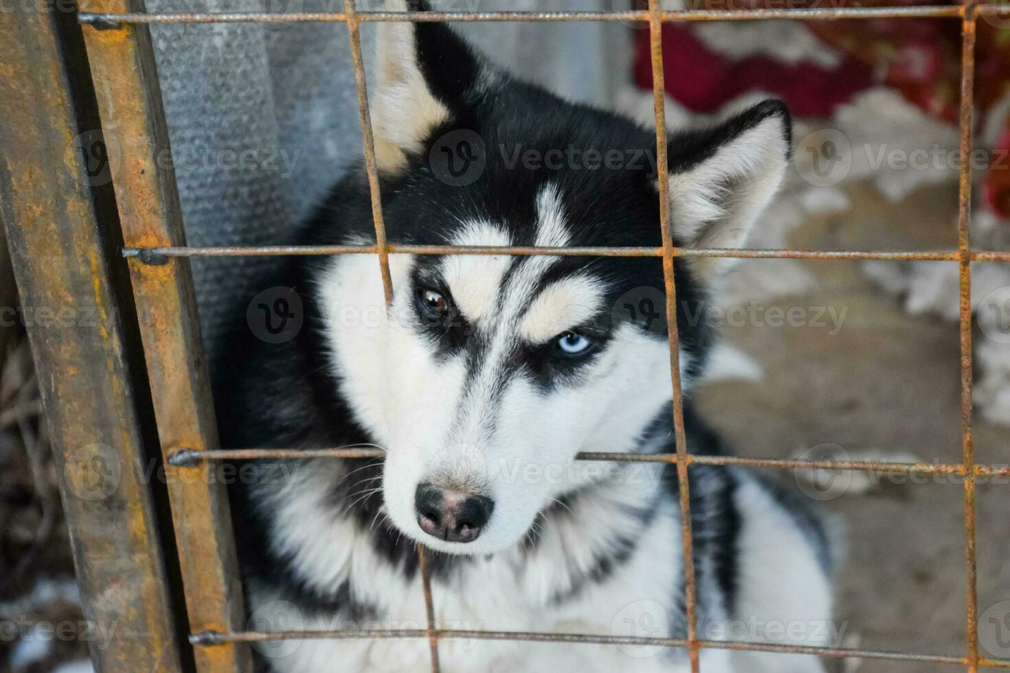 Husky Dog with different eyes. Black and white husky. Brown and blue eyes photo