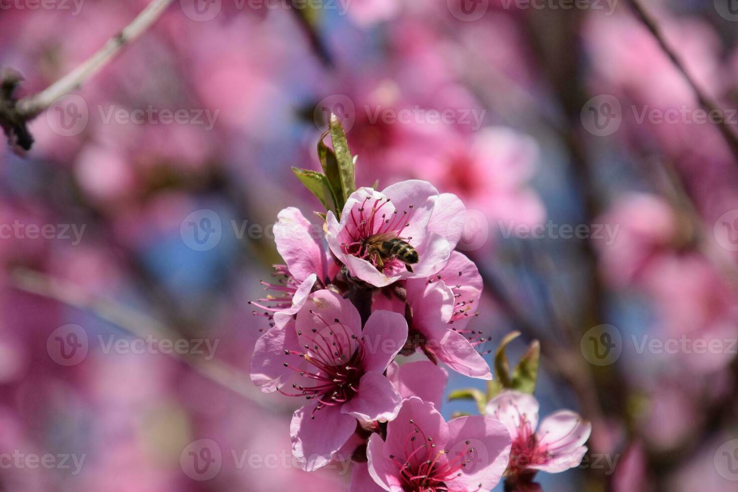 Pollination of flowers by bees peach. photo