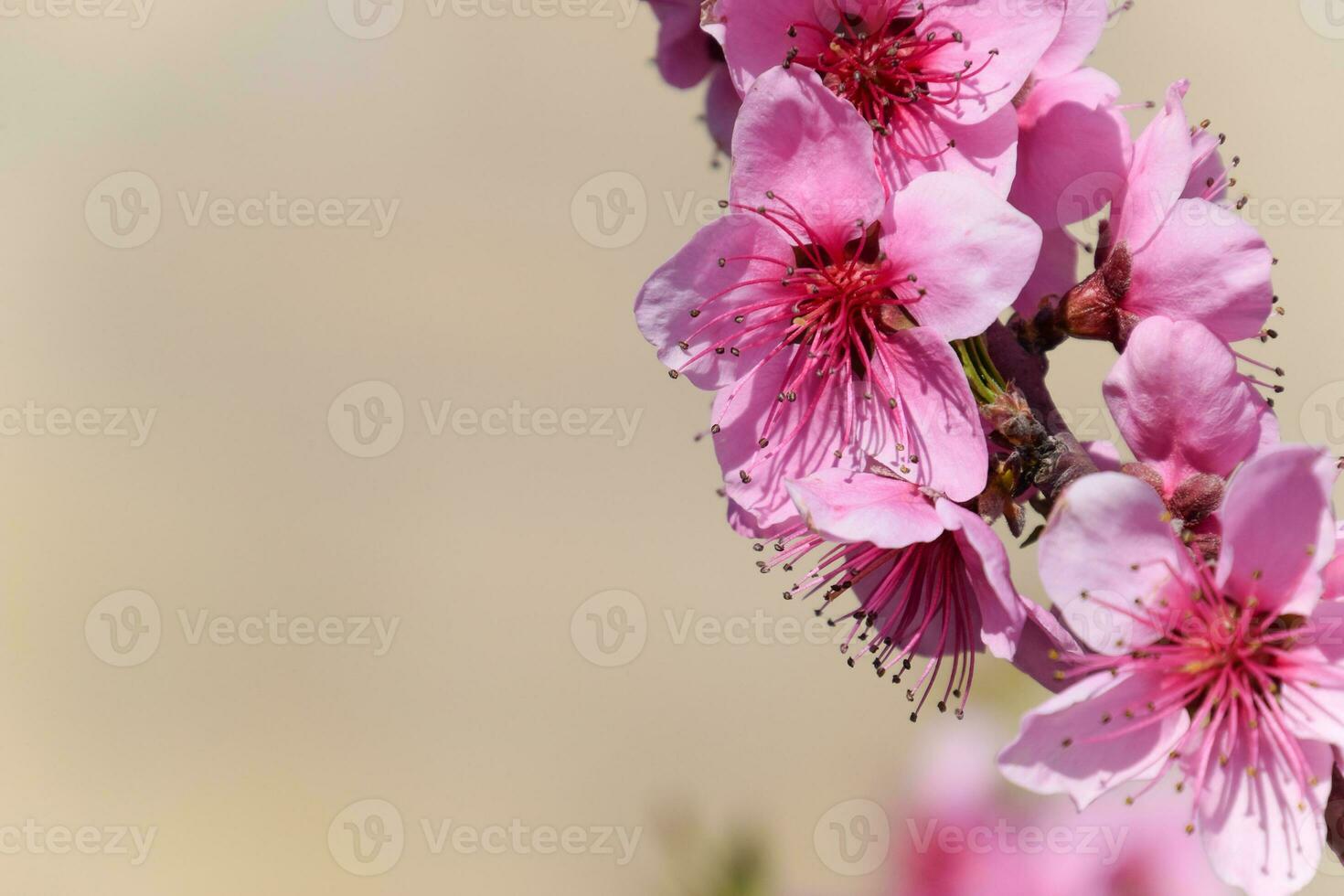 Blooming wild peach in the garden photo