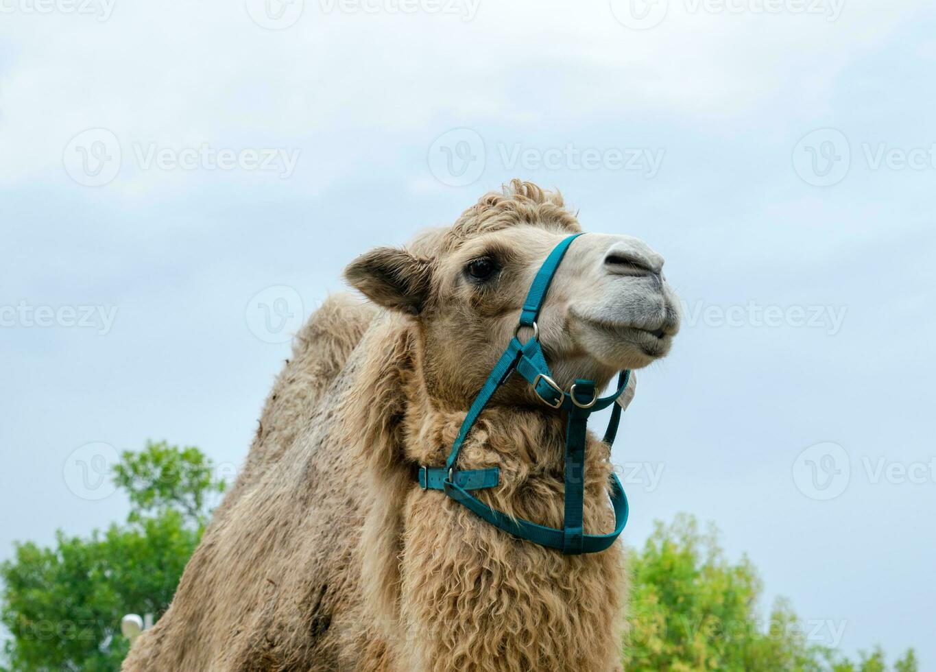 A two humped camel in the city park. Camel walking in the park photo