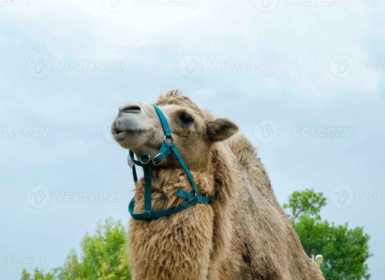 A two humped camel in the city park. Camel walking in the park photo