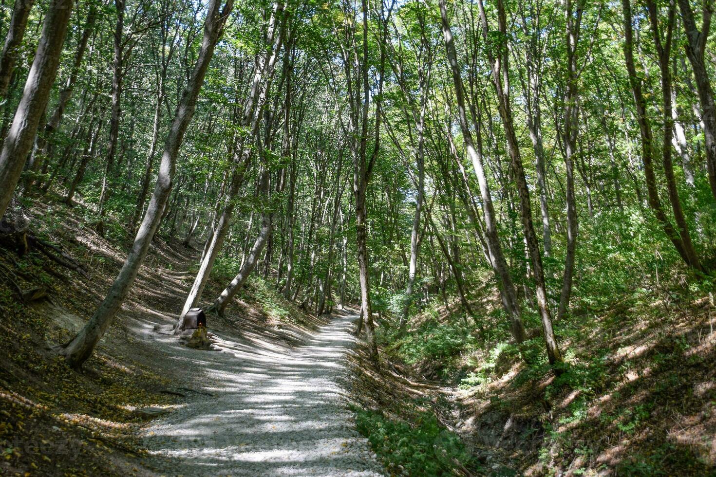Footpath in the mountains in the forest. Footpath into the forest, covered with rubble photo