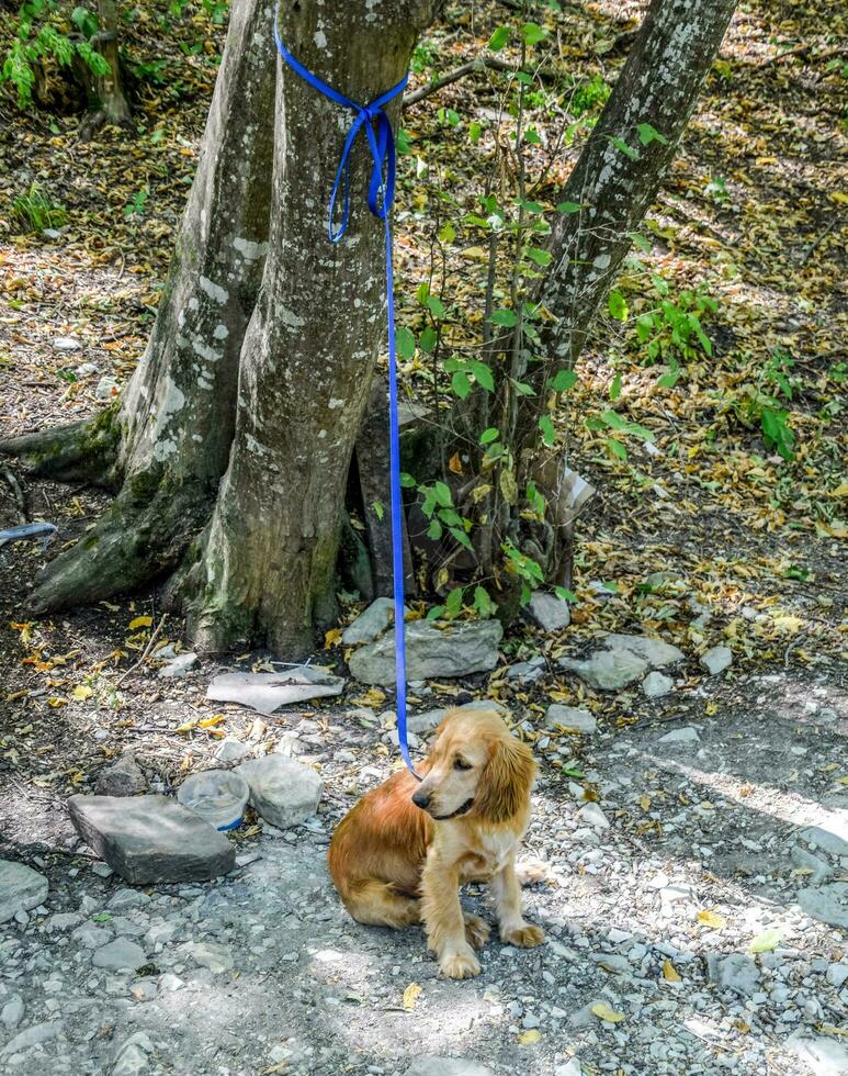 Red dog on a leash tied to the trunk of a tree photo