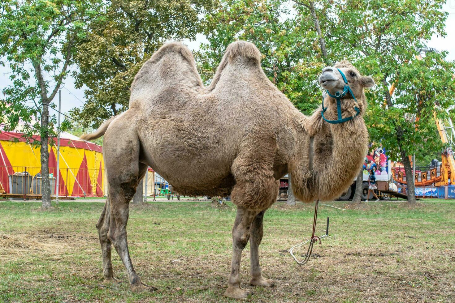 A two humped camel in the city park. Camel walking in the park photo