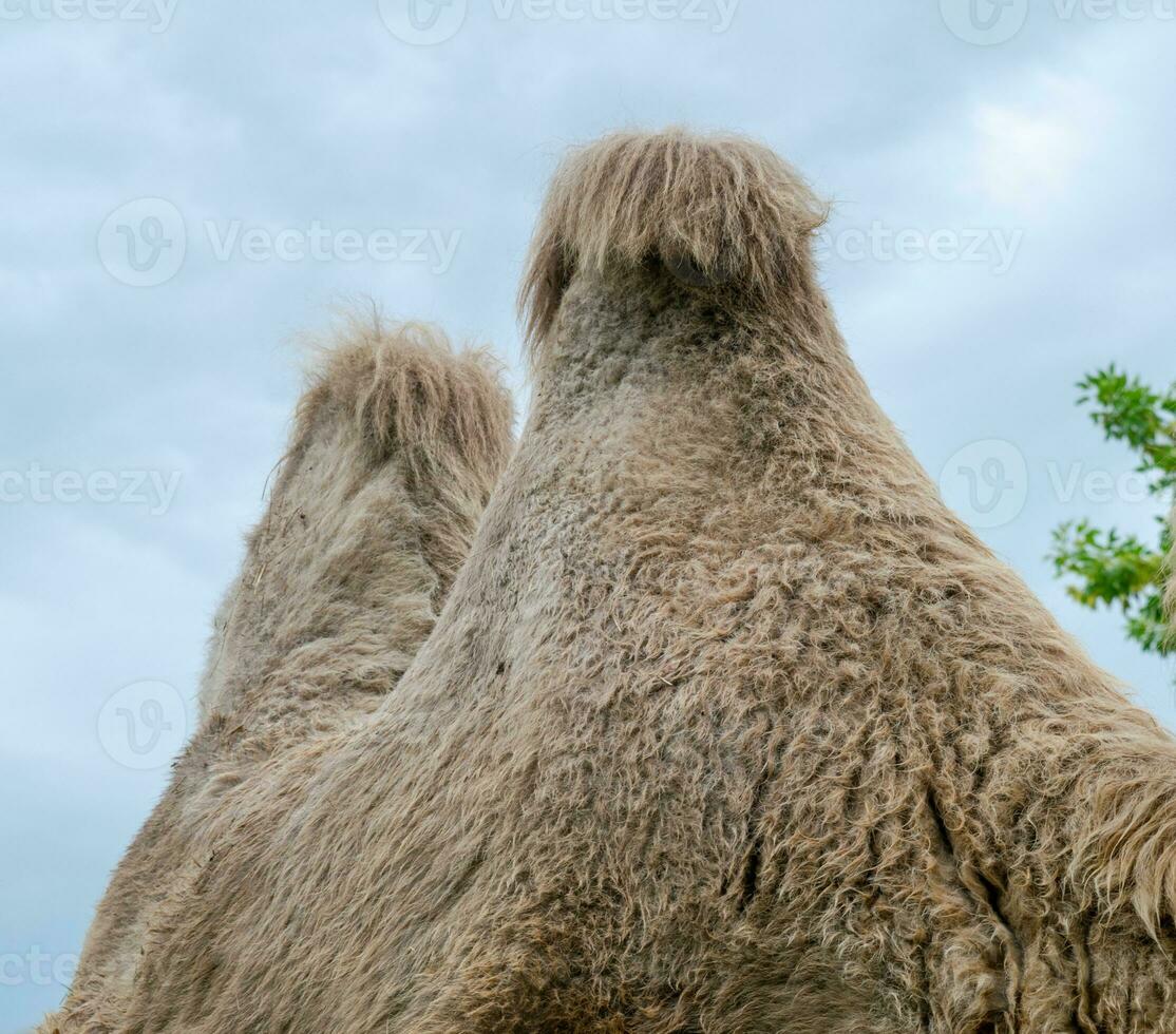 A two humped camel in the city park. Camel walking in the park photo