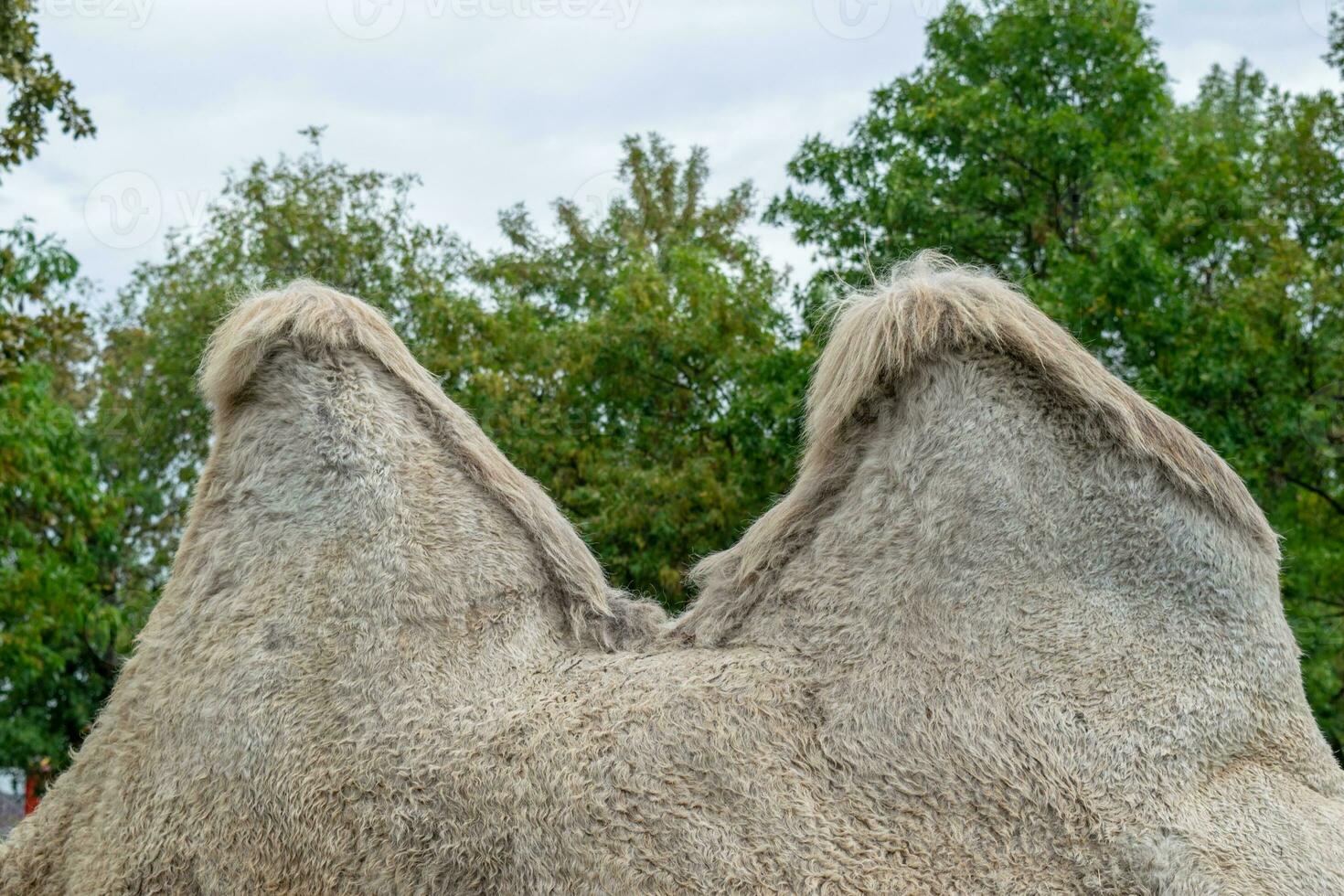 A two humped camel in the city park. Camel walking in the park photo