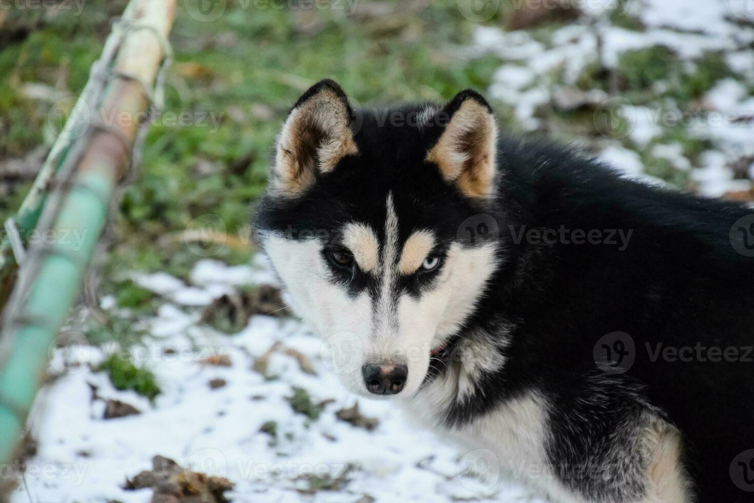 Husky Dog with different eyes. Black and white husky. Brown and blue eyes photo