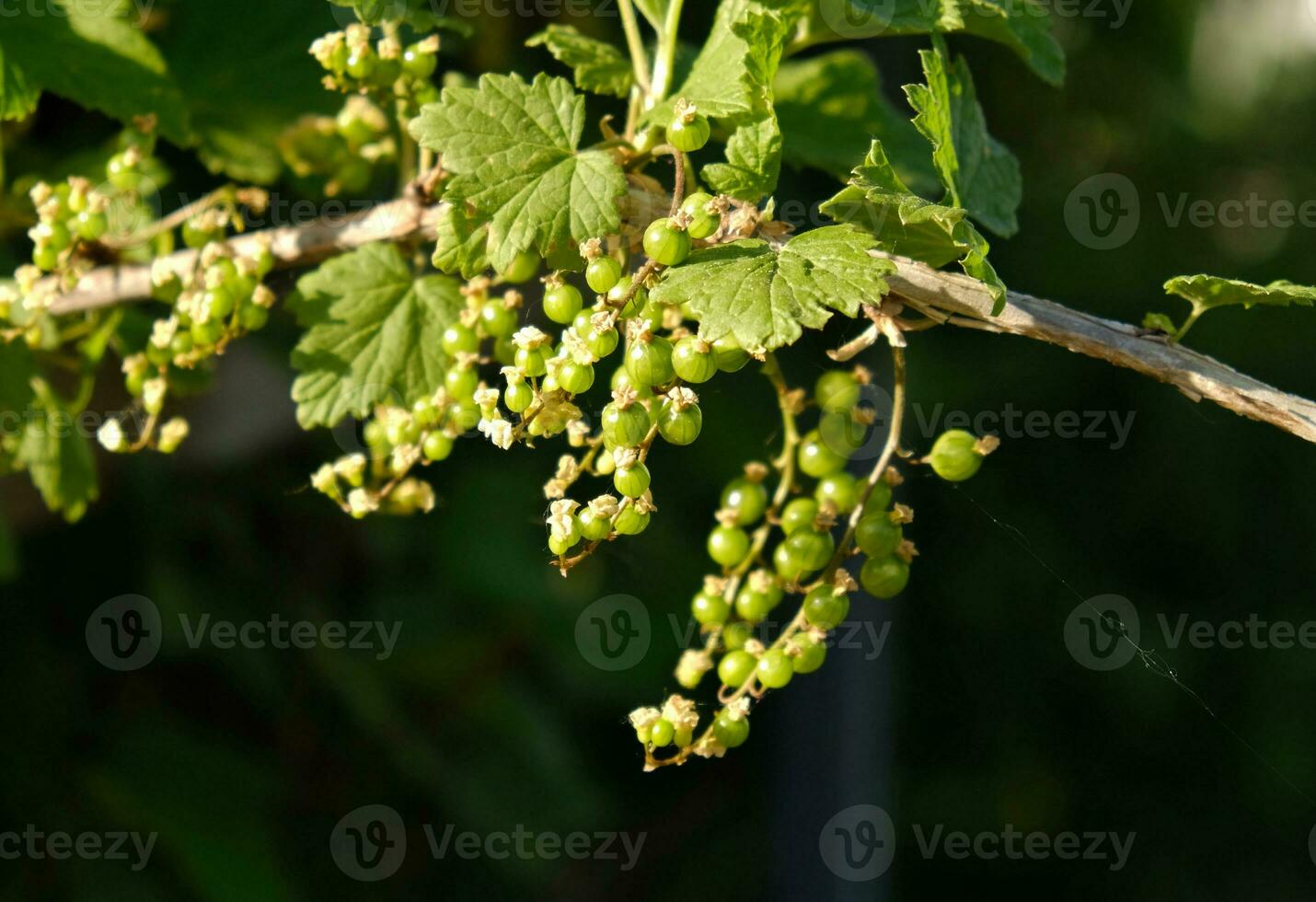 Blooming and green ovary of berries currants, several flowers on branch. Flowering bush of red, black or white currant with green leaves in the garden. Unripe green berries of currant close-up. photo