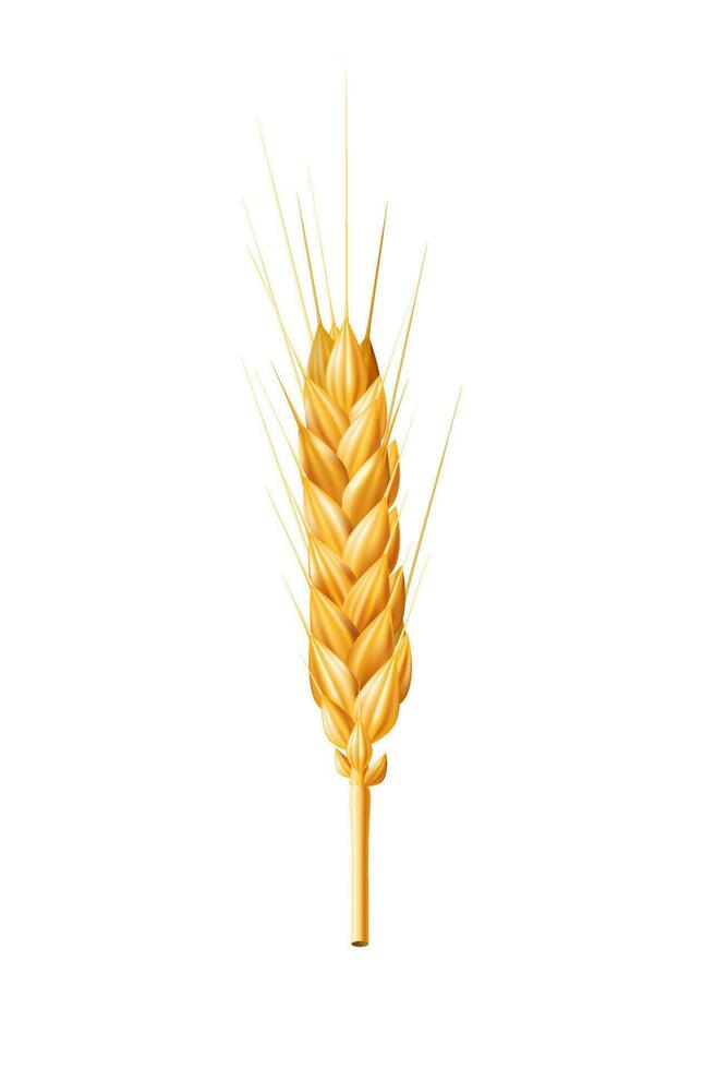 Realistic 3D vector illustration of a golden ear of wheat isolated on a white background. Perfect for agriculture, bakery, and food related designs. Ideal for packaging, farm, nutrition, and organic