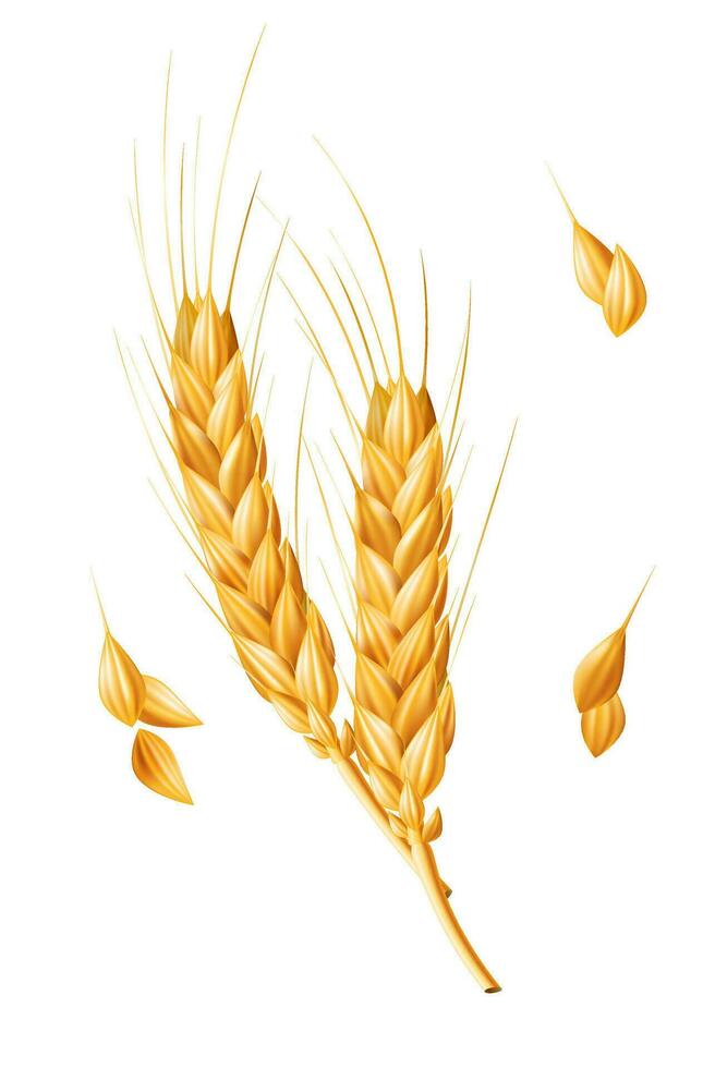 Realistic 3D vector illustration of a ripe ear of wheat, perfect for agricultural and farming designs. Isolated on a white background. A natural ingredient for healthy food and bakery products, gluten