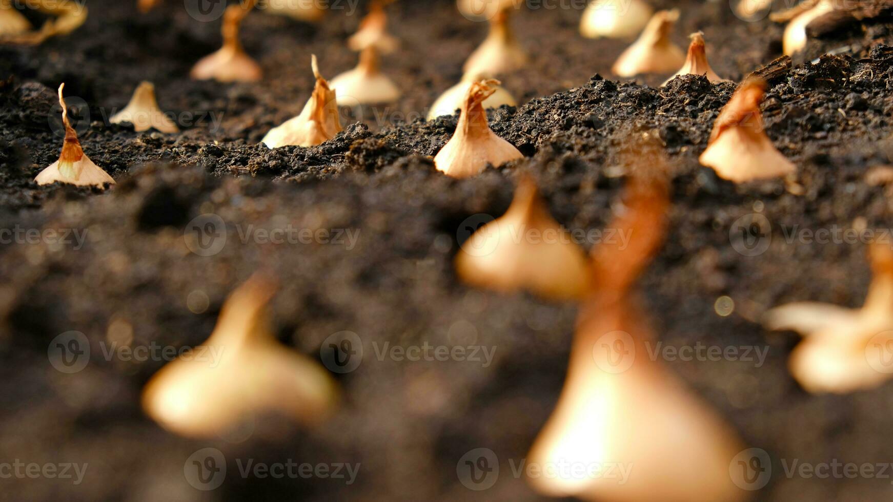 Close-up Onion sets for Planting in fresh dark soil. Early spring preparations for garden season. The process of sowing onion seeds in open ground. How to Grow Onions. Onion bulbs. Selective focus. photo