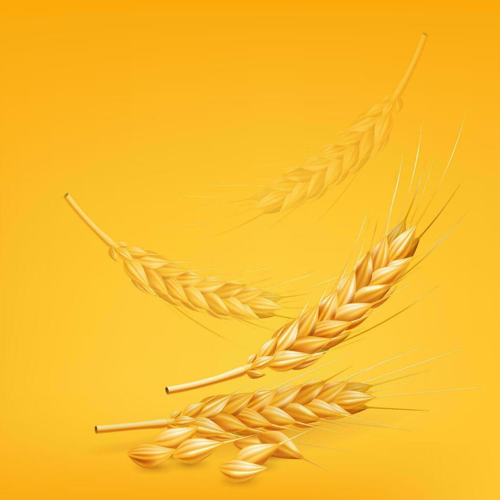 realista 3d vector ilustración de que cae dorado trigo en un amarillo antecedentes. genial para otoño y rural temas, como bien como panadería y comida diseños maduro trigo en movimiento
