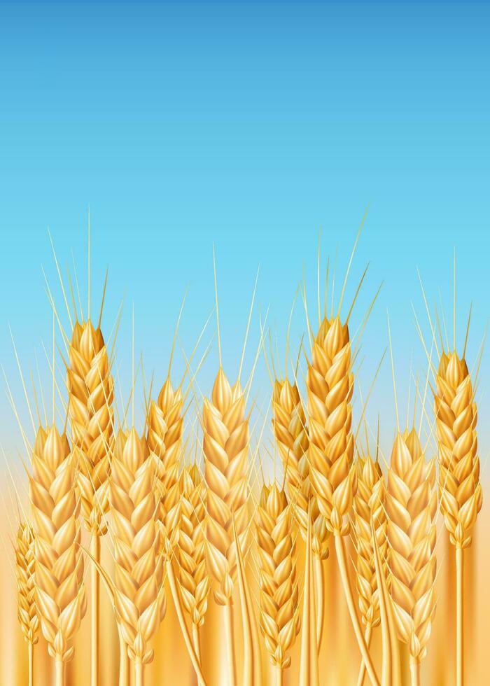 Realistic vector illustration of a bright and healthy wheat field with golden crops. Perfect for agriculture, farming, and countryside scenes. Depicts ripe cereal crops, farmland, and natural growth