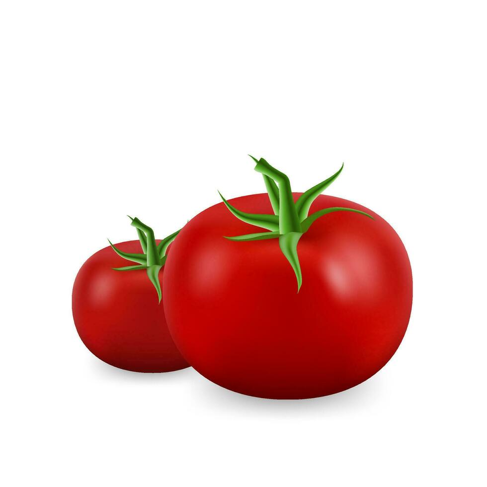 3d realista tomate vector ilustración. maduro tomate. Perfecto para agricultura, cocinando, y sano comida conceptos, para vegano y vegetariano recetas. aislado blanco antecedentes