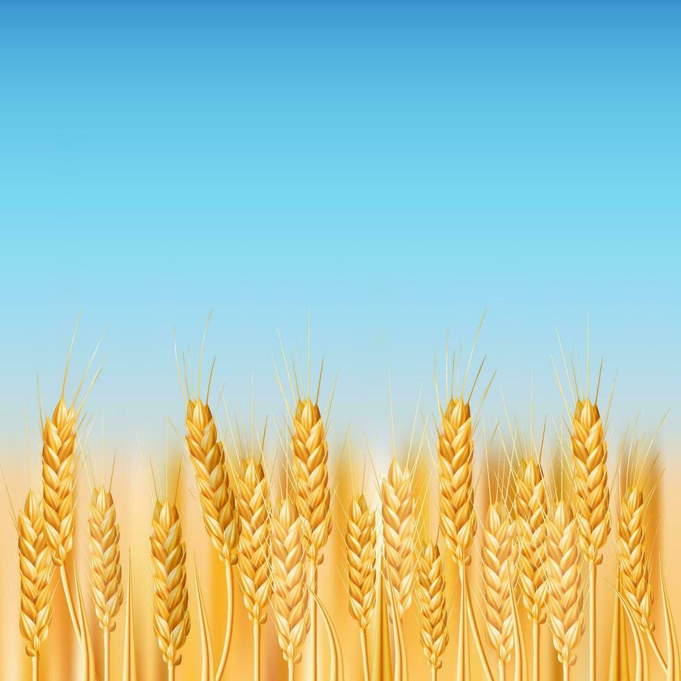 A vibrant vector image depicting a golden wheat field in the Ukrainian countryside. Ideal for agriculture, farming, and nature themed designs. Illustration of ripe cereal crops under a blue sky