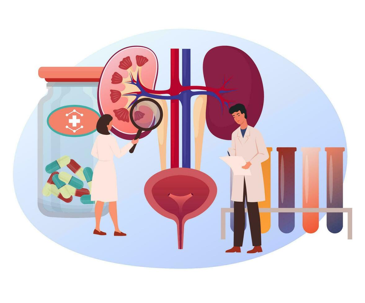 Kidney treatment concept. Chronic kidney disease test examination. Prescription of hemodialysis procedure. Tiny doctors examining the kidney and making notes. First aid, hospital. Flat vector. vector