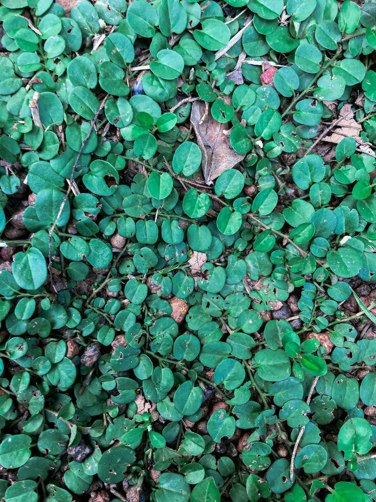 Background photo of Evolulus numularius, green grass