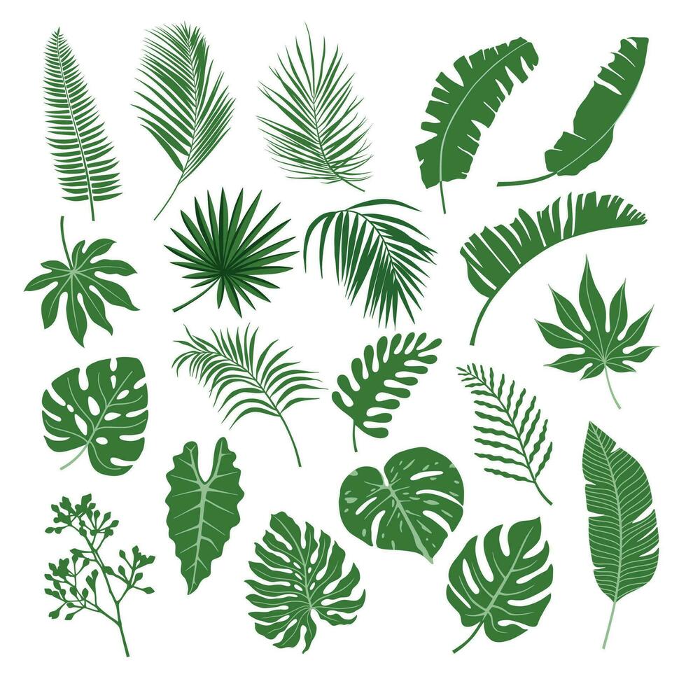 Set of tropical leaves. Palm leaf, banana leaves, coconut leaf, monstera, fern and Jungle leaves vector