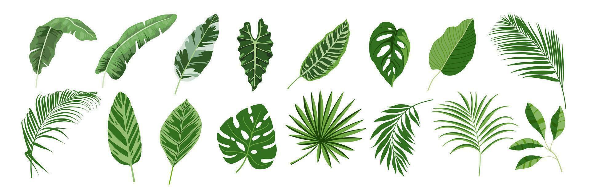 Tropical leaves vector set. Palm leaf, banana leaves, coconut leaf, monstera, fern and Jungle leaves