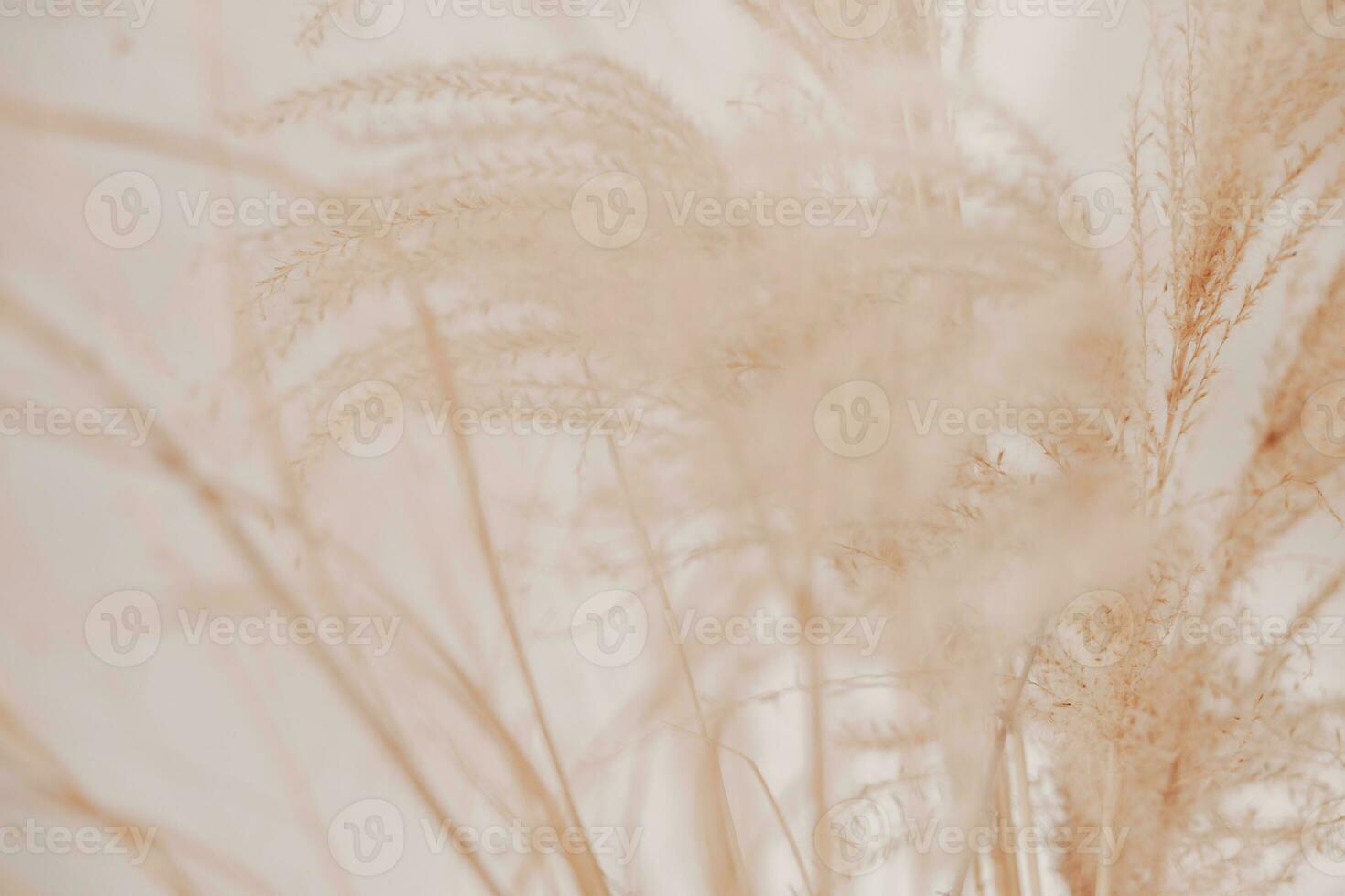 Natural background with pampas grass. Dried soft plants, Cortaderia selloana. Dry grass, boho style. Pastel colors. photo