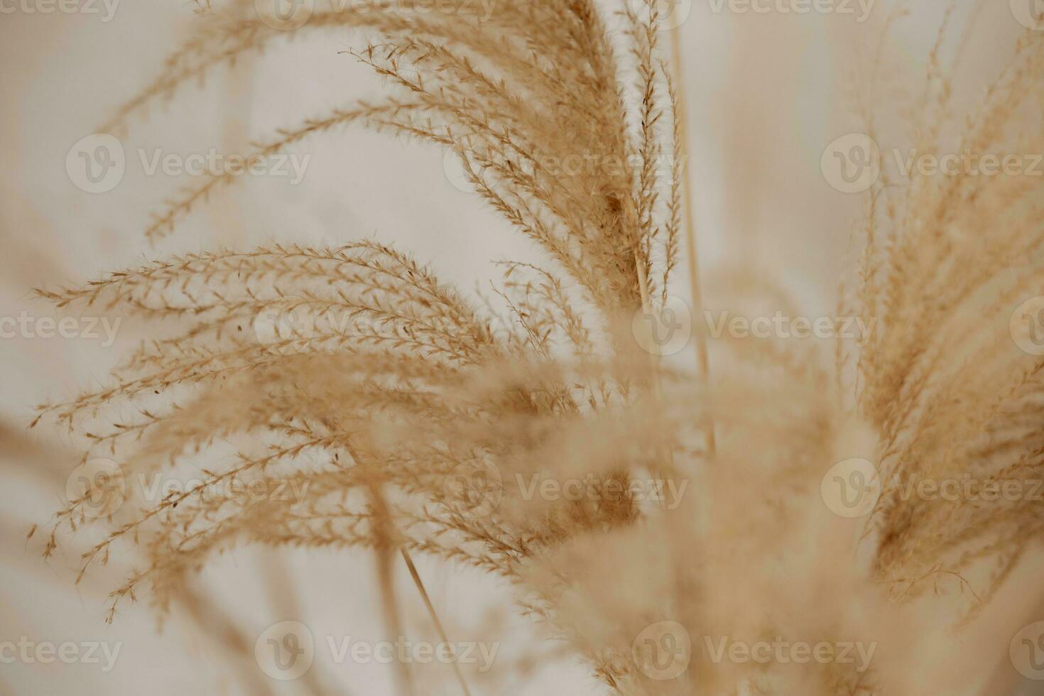 Natural background with pampas grass. Dried soft plants, Cortaderia selloana. Dry grass, boho style. Pastel colors. photo