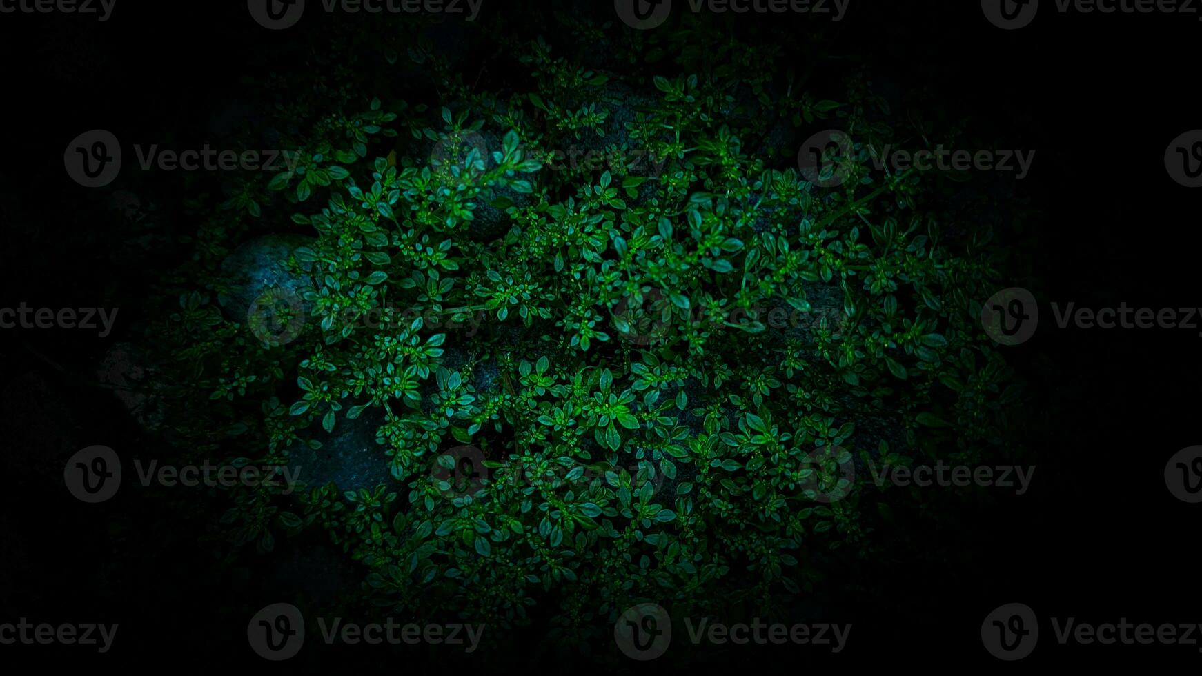 Green leaves on black background. Nature background. Abstract green leaves. photo