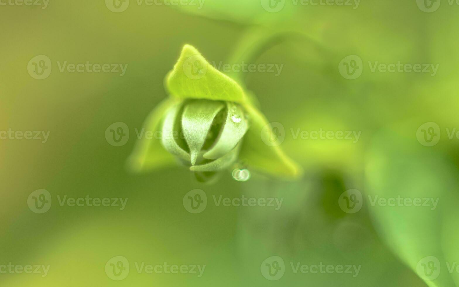 Macro shot of green tropical plant photo