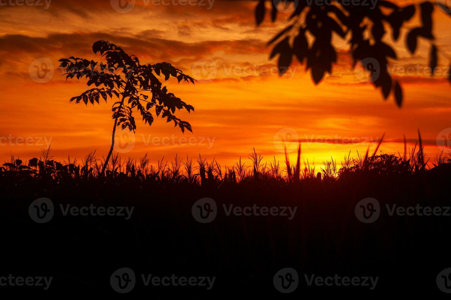 Beautiful red sunset in woodland with silhouette of reeds and trees photo
