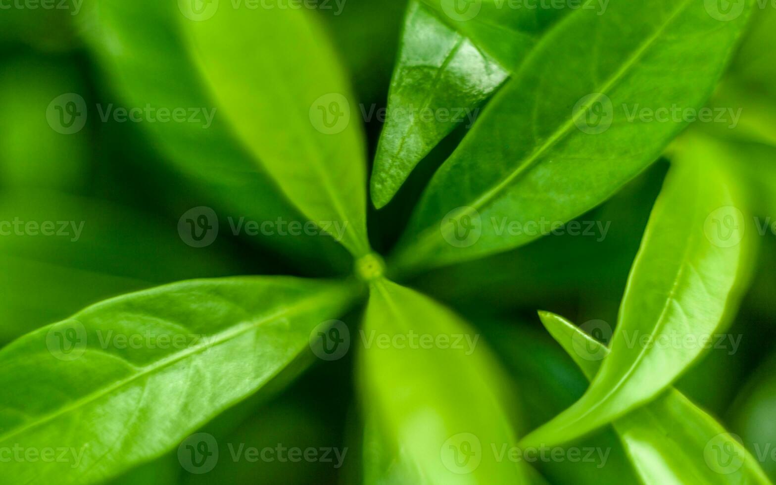 Macro shot of green leaves photo